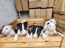 Comprar Cachorros Bull Terrier