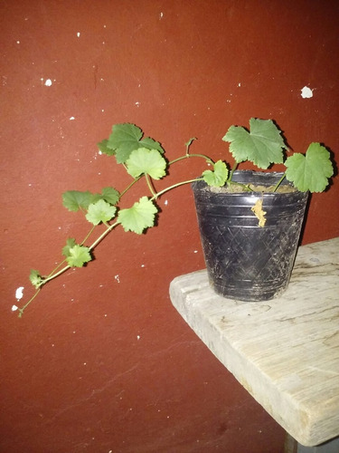 Malva De Campo (modiolastrum Malvifolium)cubresuelo Colgante