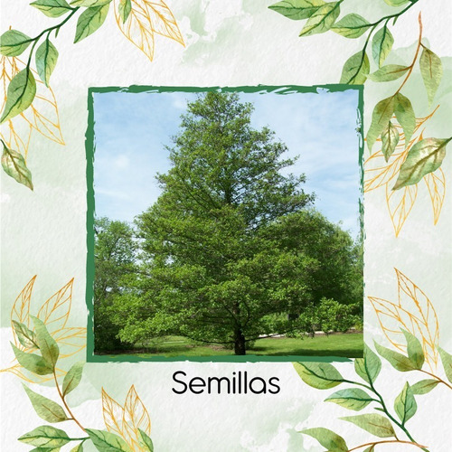 200 Semillas De Árbol Aliso