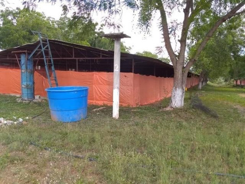 Imagen 11 de 30 de Jose Lopez Ofrece Finca ( Granja Avícola / Agrícola ) En Venta Vía A Duaca Caserio Guayabal Cordero Lara, Venezuela ,j G L Rent - A - House Telf. 0414-5533925 Cod # 22-16836 $ 15000