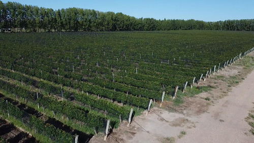 Exclusivo Viñedo De 20 Ha. En Cuadro Benegas