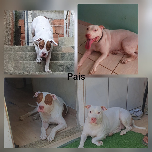 Filhotes Pitbull Fêmeas