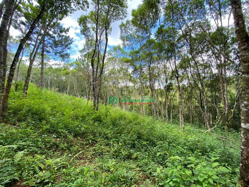 Chácara Com 2 Dormitórios À Venda, 29162 M² Por R$ 365.000,00 - Bairro Da Capelinha - Cotia/sp - Ch0157