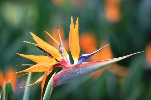 Strelitzia Reginae (ave Del Paraíso, Flor Del Pajaro) 10lts