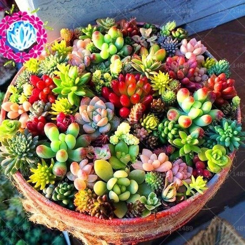 200 Sementes Cactus E Suculentas  Lindas  P/mudas