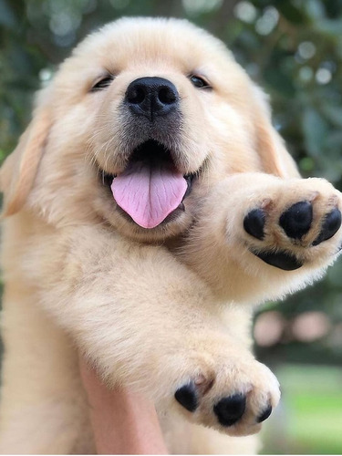 Cachorros Golden Retriever Originales