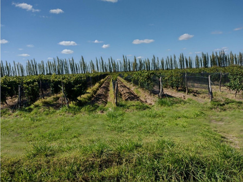 Vendo Finca De 20 Hectareas A Tranquera Cerrada San Rafael