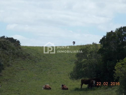 Imagen 4 de 30 de Venta Chacra 96has En Minas, Lavalleja