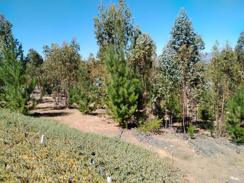 Gestimob Vende Parcela De 5.000 M2 Con Casa En Nilahue Alto
