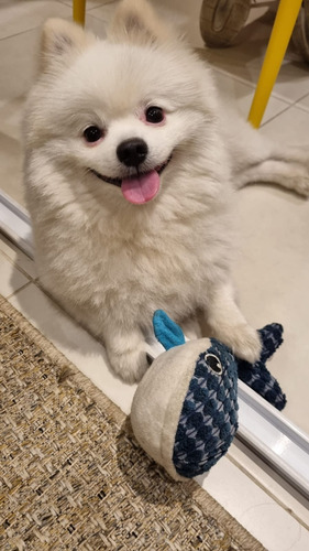 Baleia De Pelúcia Macia Para Cachorro Com Apito Cor Azul E Branco