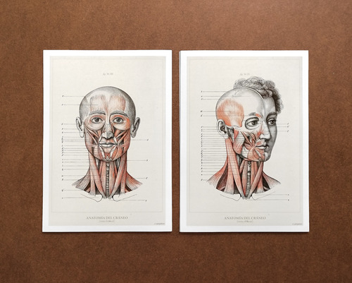 Anatomía Humana 35-36-37-38 Póster Lámina Antiguo Decoración