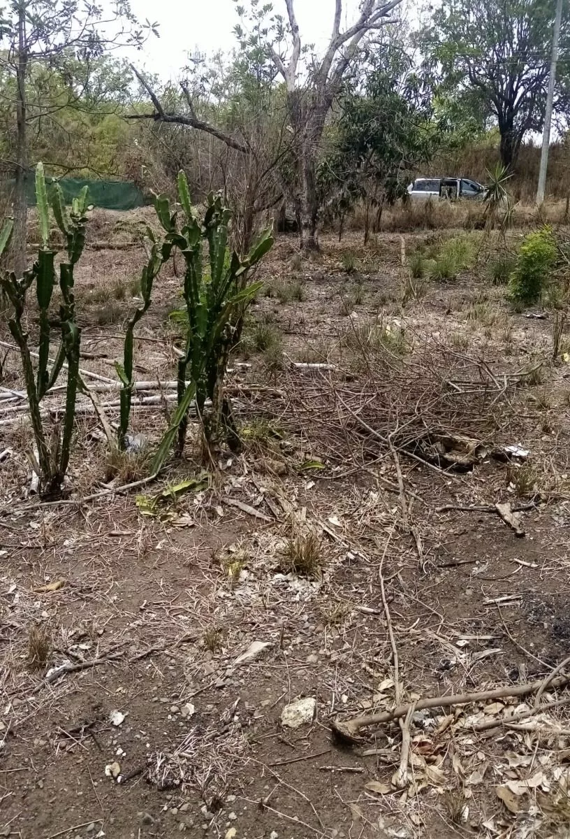 Venta De Terreno En Tamarindo, Municipio De Puente Nacional, Veracruz