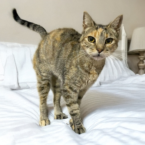 Gata Atigrada En Adopcion Marrón Claro