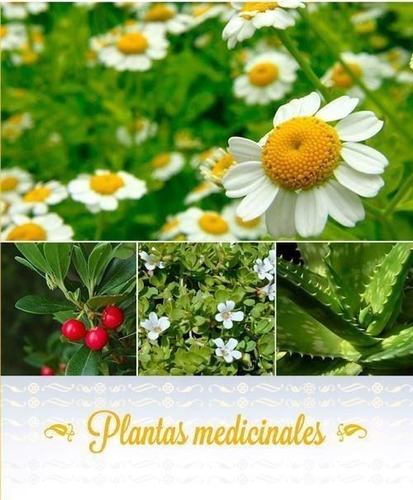 Libro: Plantas Medicinales. Dra C. Migdalia Miranda Martinez