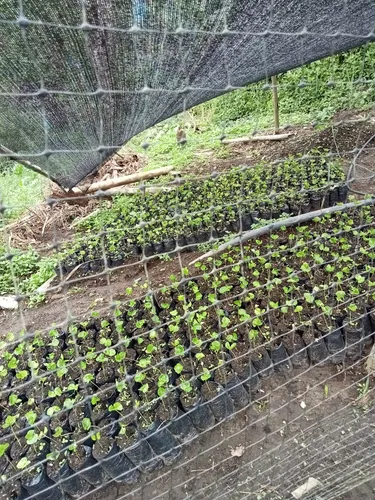 Se Vende Finca Alcalá Valle Del Cauca