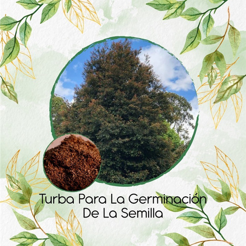 Turba Canadiense Para Semillas De Lafoensia Speciosa