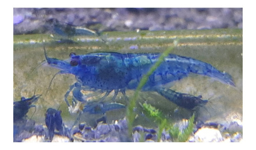 Imagen 7 de 10 de Camaron Blue X 10 Gambas Azules Neocaridina Fotos Reales!!!!