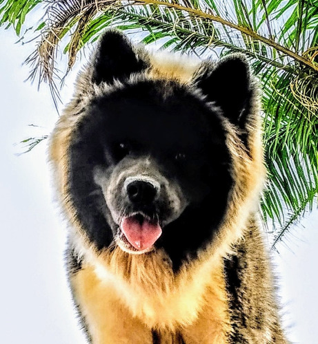 Imagen 1 de 4 de Akita Americano Para La Monta