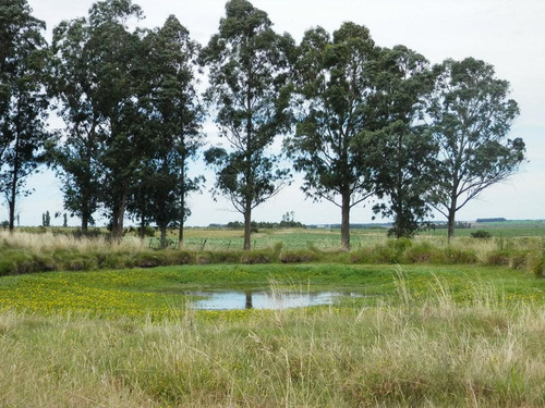 Solis De Mataojo 183ha Agr-gan Sobre Ruta 8