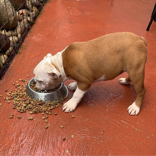 Bulldog Inglés Hembra $ 900 N E G O C I A B L E S
