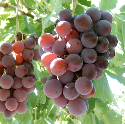 Uva Red Globe (x 500g)