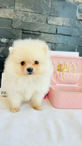 Pomerania Hembra Y Macho Ojos Azules Cara De Osos... Vip Blanco Hueso Oso Machito