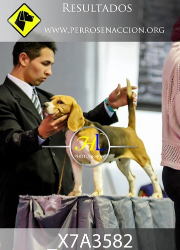 Beagles, Cachorros Excelentes Fca