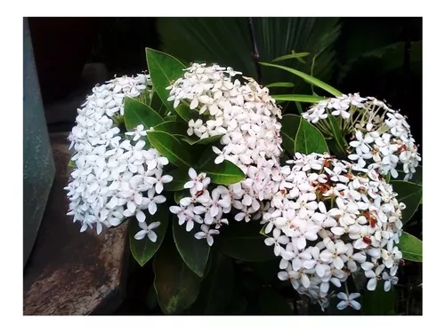 100 Sementes De Mini Ixora Chinesa Branca