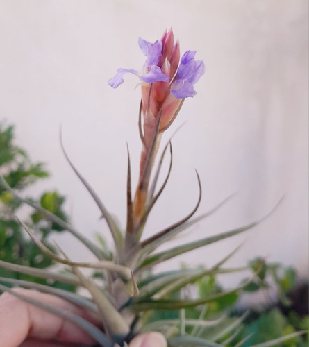 Thillandsia Bergerii Clavel Del Aire Epifita 