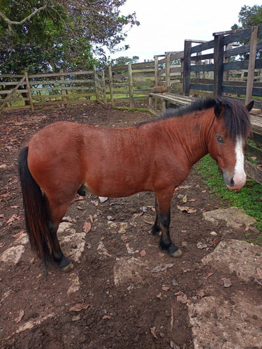 Imagen 3 de 8 de Hermoso Mini Horse En Venta