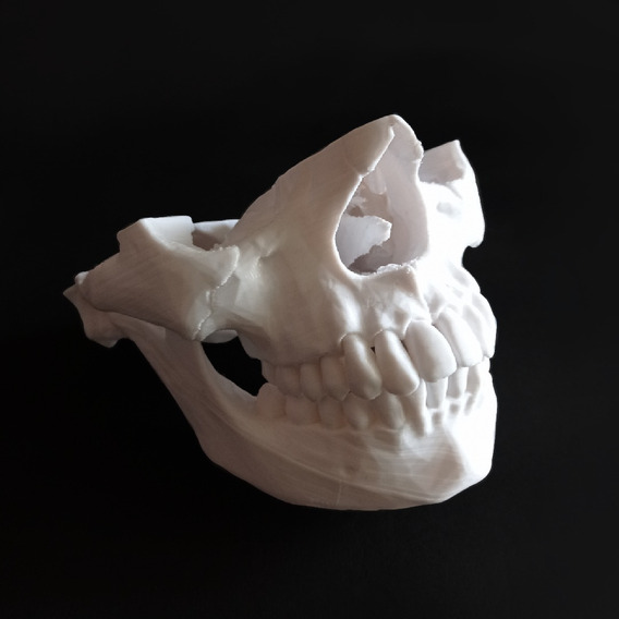 Modelos Anatomicos 3d | MercadoLibre ?