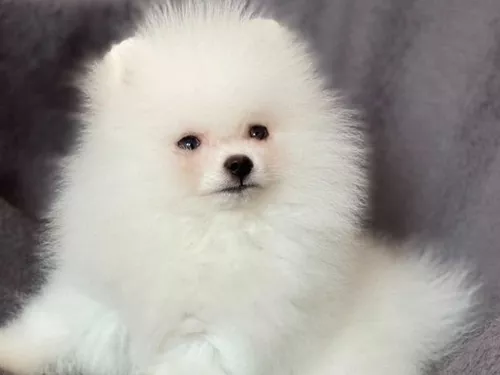 Lulu da Pomerânia Spitz alemão anão Angola