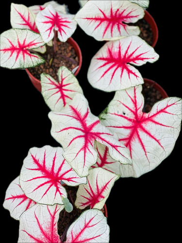 Bulbos Planta Caladium Import. Pack X 6 Bulbos Variados