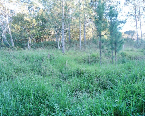 Imagem 8 de 16 de Sítio À Venda Em Juquitiba - 240 - 32982597