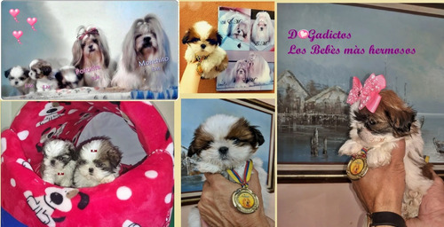 Preciosa Shitzu Cachorra Pura Shih Tzu Shihtzu Bella