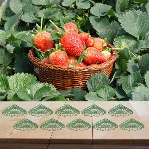 Flujo De Aire Mejorado Para El Soporte De Plantas De Tomates