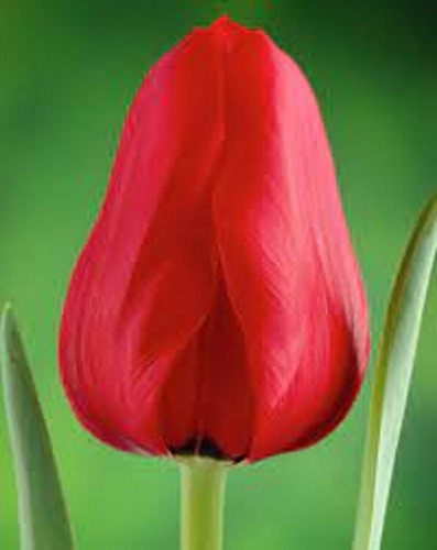 Bulbos De Tulipanes Exoticos X 1 Bulbos-semillas