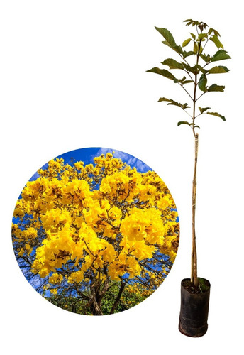Kit 10 Mudas De Ipê Amarelo - Já Com 1 Metro