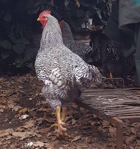 3 Gallinas Y 1 Gallo Plymouth Rock Barrada Anillados Puros