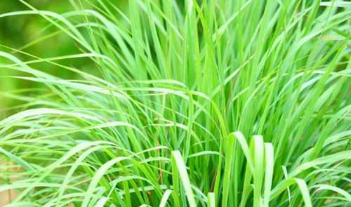 Capim Cidreira 100 Gr Ervas Seca Para Chá