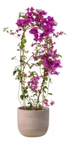 Comprar Rejas Para Plantas Trepadoras Planta