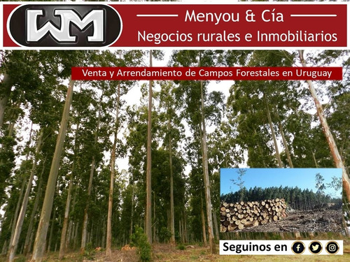 Venta Campo Chacra En Flores 5 Has 8km De Trinidad Flores