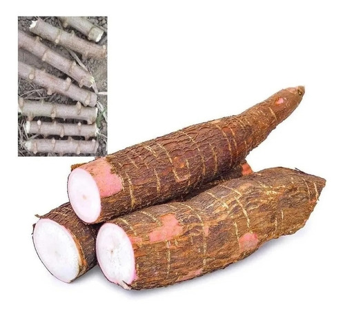 Kit 10 Ramas Para Plantar Mandioca Macaxeira Aipim No Vaso