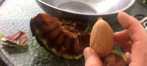 Piñón De Araucaria Australiana Gastronomía O Germinal