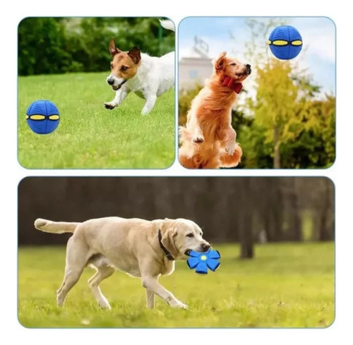 Ejercicio De Pelota Que Rebota Al Aire Libre Para Perros, Pi