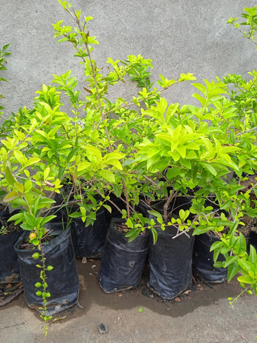 Plantas De Jardín