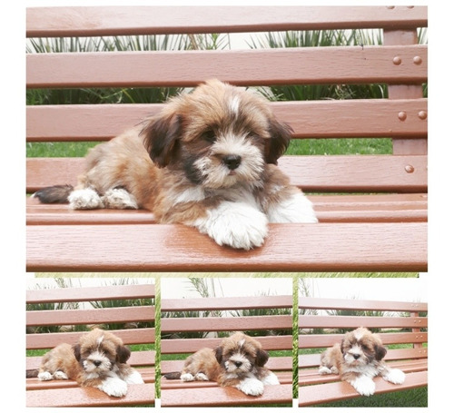 Filhote De Lhasa Apso - Com Excelente Linhagem