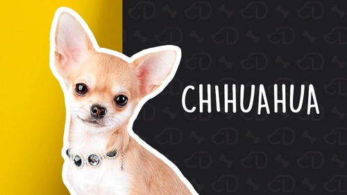 Nome De Domínio : Chihuahua (ponto Com Ponto Br)