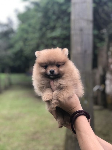 Cachorros Pomerania Manto Caramelo Perros Disponibles 