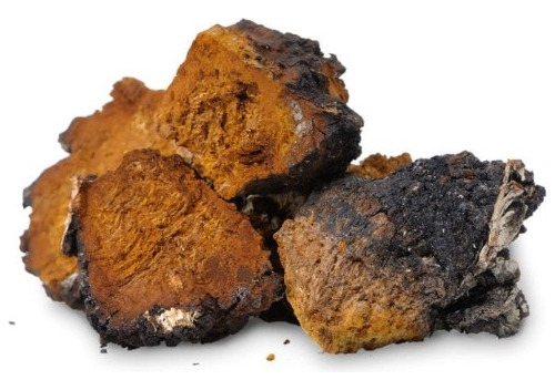 Chaga En Polvo, Hongo Adaptógeno. Reino Fungi